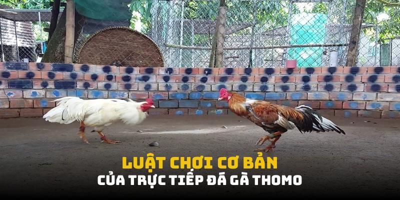 Luật chơi cơ bản cần nắm của trực tiếp đá gà Thomo